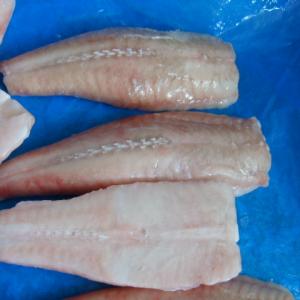 monkfish tail premium quality